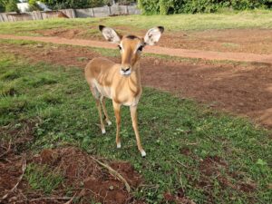 Impala