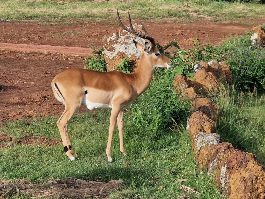 Katamba