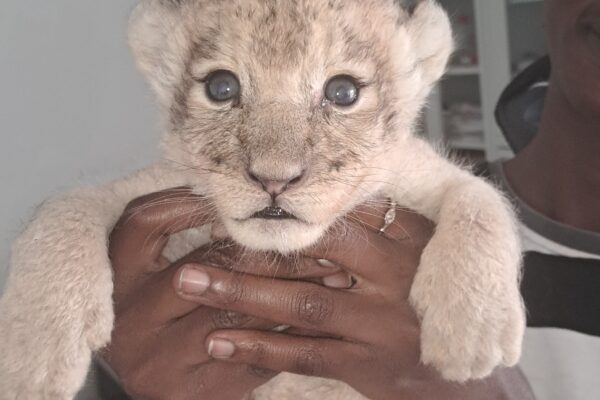 No name yet 2