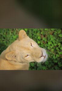 Sarabi