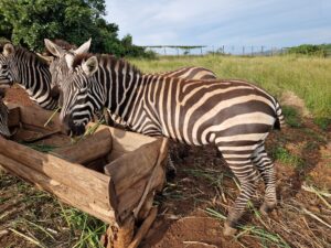 Zebra