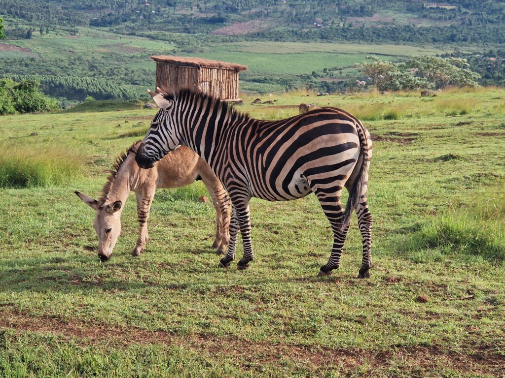 Zebra LM 1