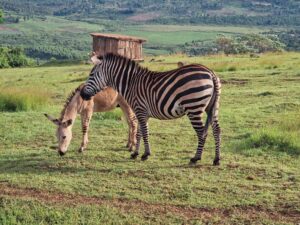 Zebra