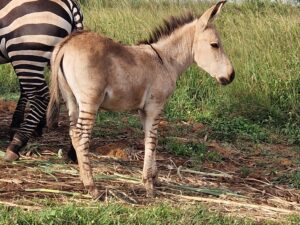 Zippy the Zonkey