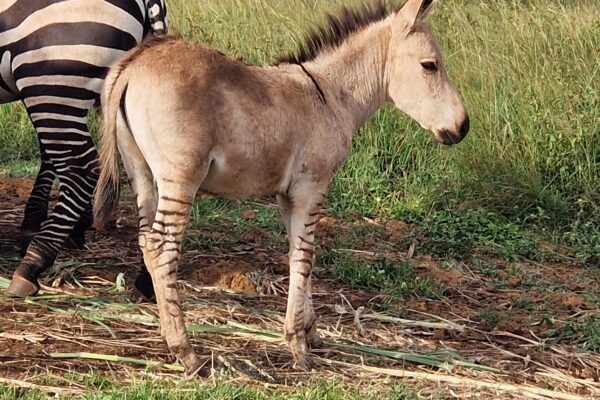 Zippy the Zonkey
